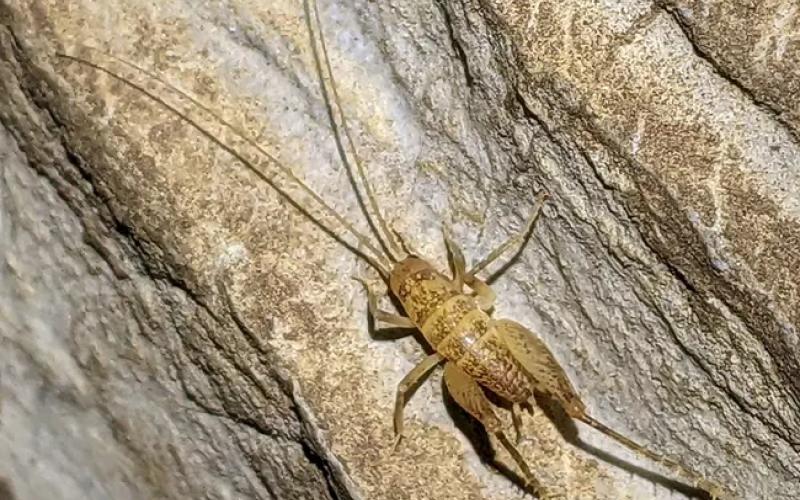 Closeup image of a tan colored cave cricket blending into the cave wall.